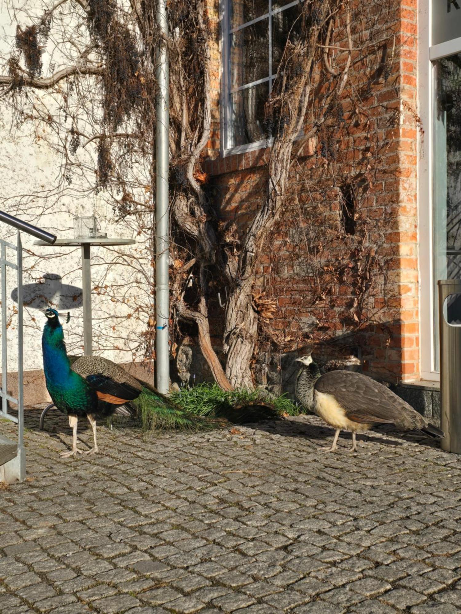 Bördehof